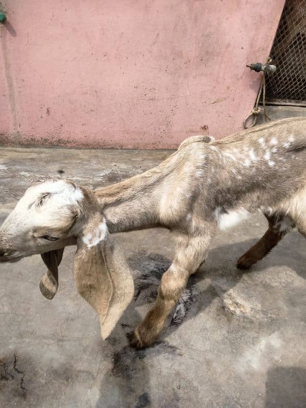 makha chini goat with two female babies 7