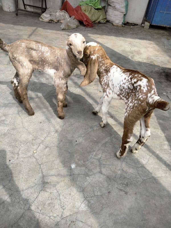 makha chini goat with two female babies 8