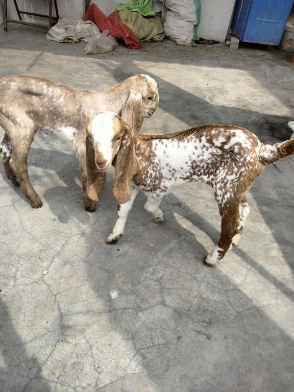 makha chini goat with two female babies 9