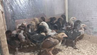 Aseel chicks for sale