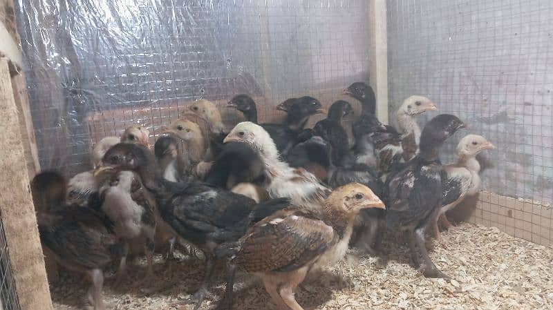 Aseel chicks for sale 0