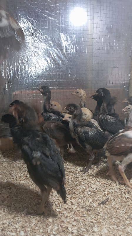 Aseel chicks for sale 1