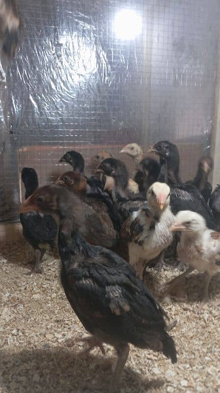 Aseel chicks for sale 2