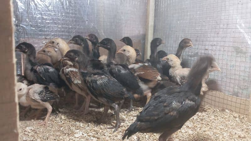 Aseel chicks for sale 3