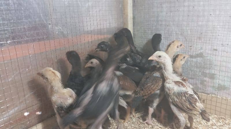 Aseel chicks for sale 4