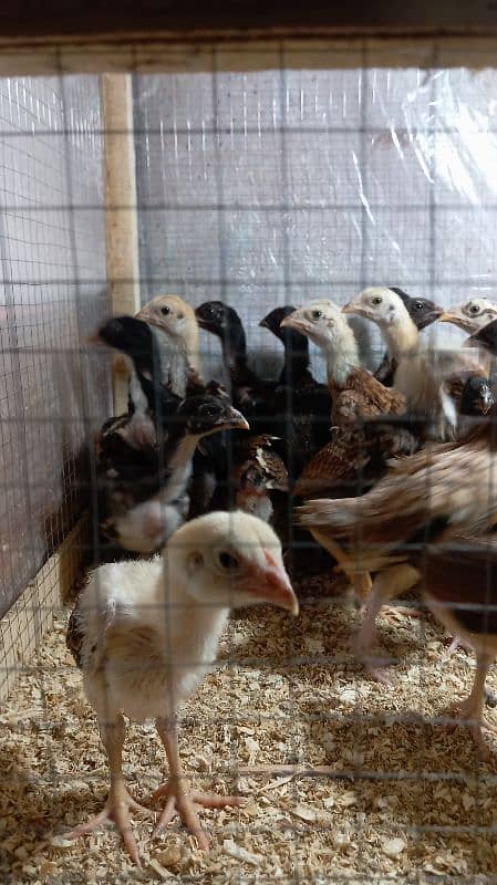 Aseel chicks for sale 5