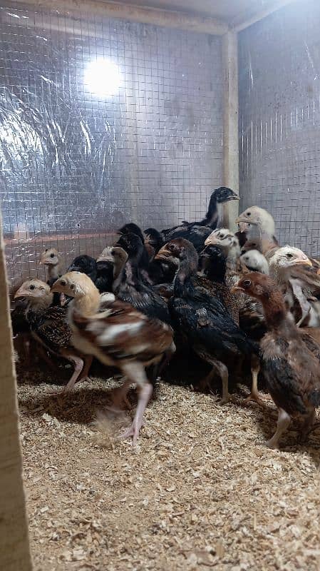 Aseel chicks for sale 7