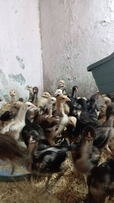 Aseel chicks for sale 10