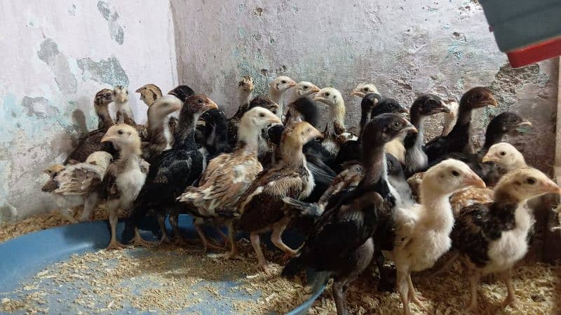 Aseel chicks for sale 11