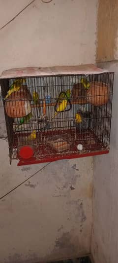 australian parrots. . 25.22 parrots. . breaders with bachy