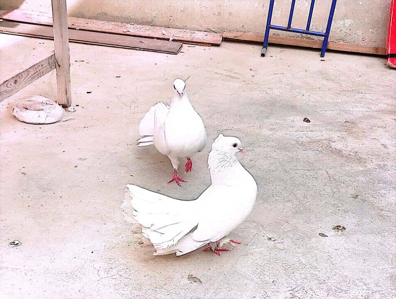 White Lakkah Pigeon Pair – 1 Male | Healthy & Active 0