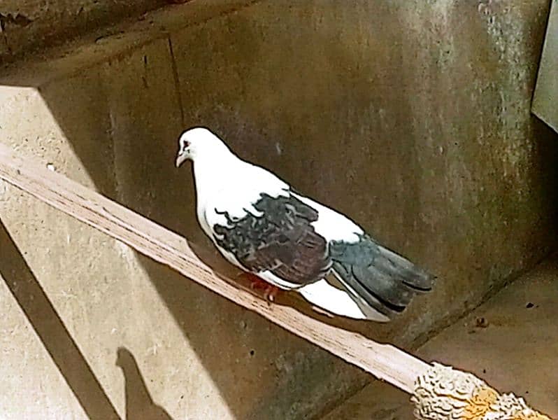 White Lakkah Pigeon Pair – 1 Male | Healthy & Active 1