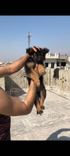 German shepherd female puppy