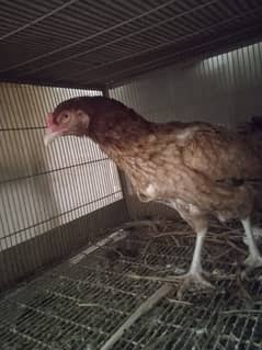 female hen