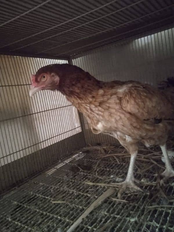 female hen 0