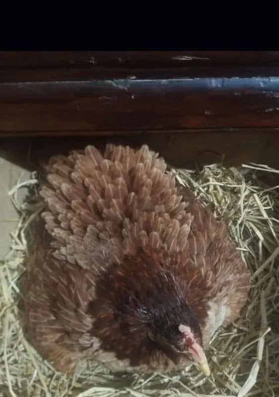 female hen 1