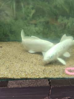 Silver white carb koi 9-10 inches pair