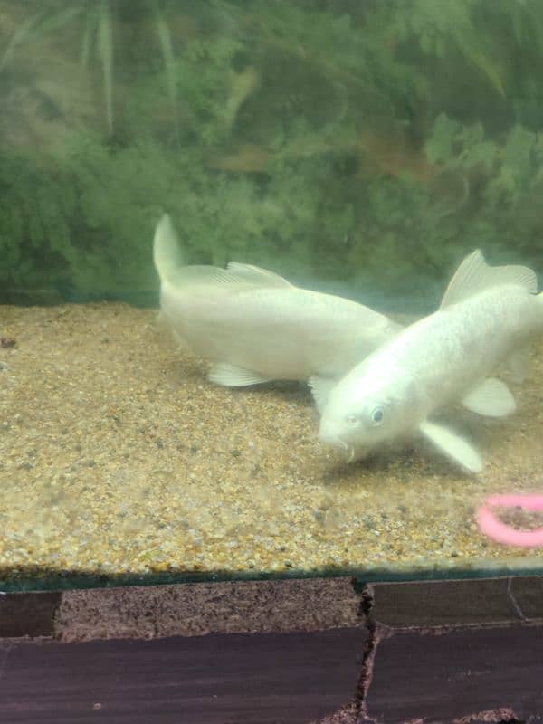 Silver white carb koi 9-10 inches pair 0