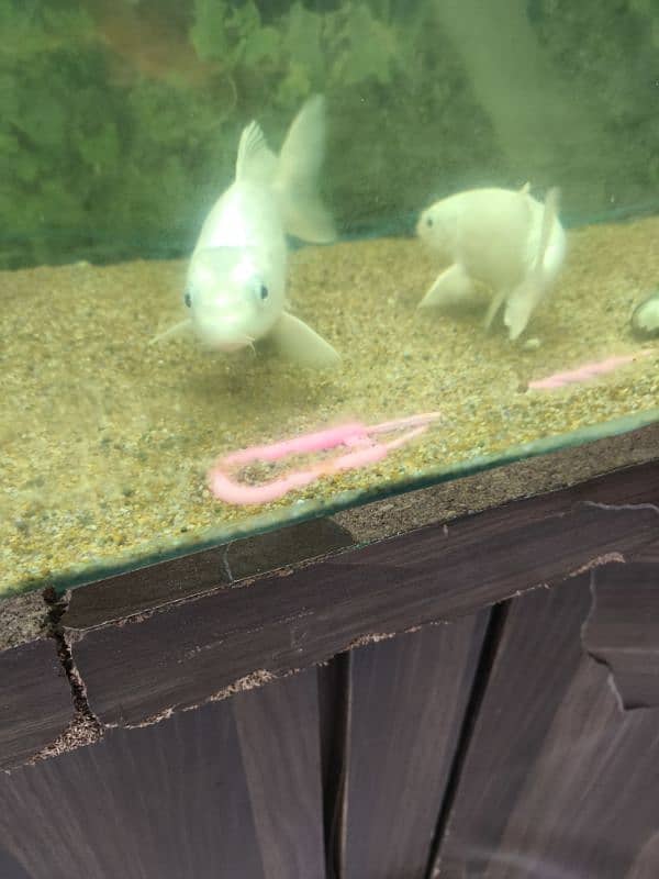 Silver white carb koi 9-10 inches pair 2