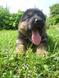 German shepherd puppies for sale