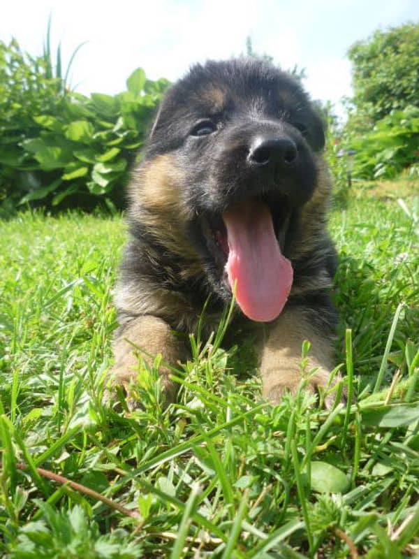 German shepherd puppies for sale 0