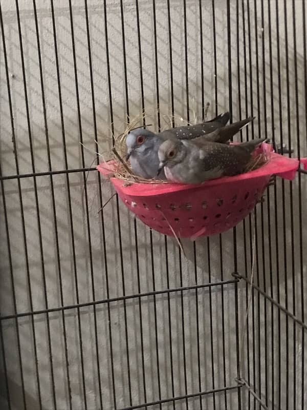 i have dove breeder pair 1