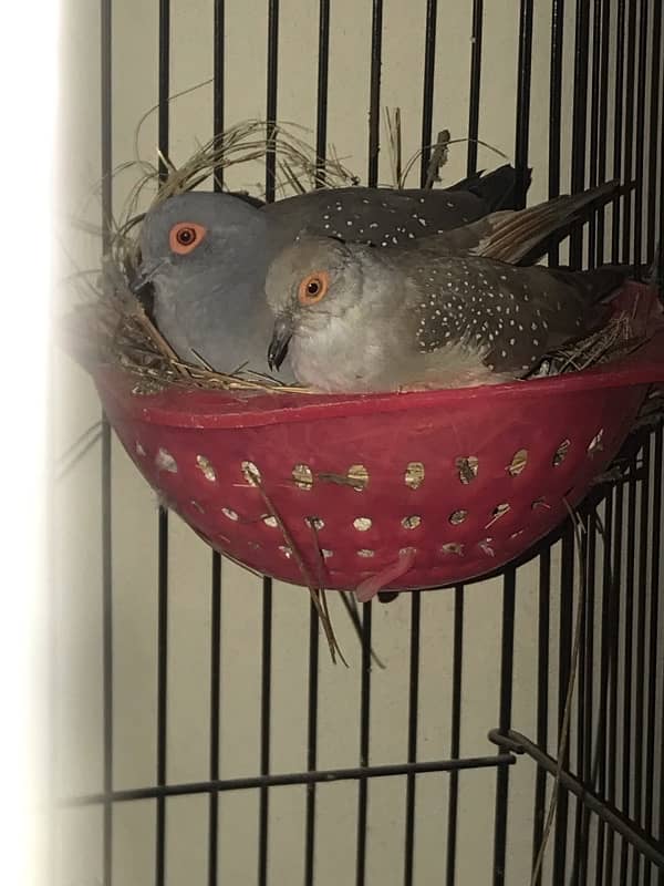 i have dove breeder pair 2