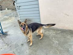 German shepherd black and tan urgent sale