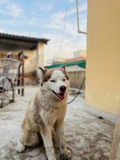 Urgent sale Siberian husky.