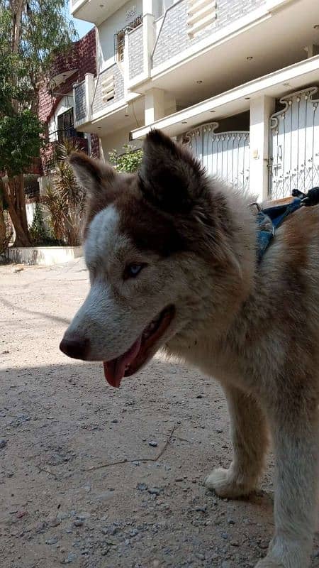 Urgent sale Siberian husky. 1