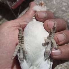 love birds 03274311931 albino Breeder female contact number or whatsap