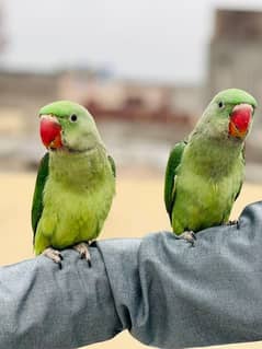 Hand Tame Pure Kashmiri Raw Male Female Confirm Ni + Love birds setup