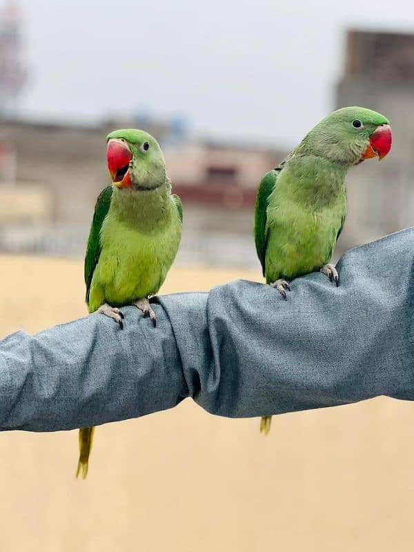 Hand Tame Pure Kashmiri Raw Male Female Confirm Ni 1