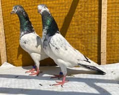 golden pigeons bredr pair