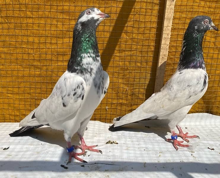 golden pigeons bredr pair 1