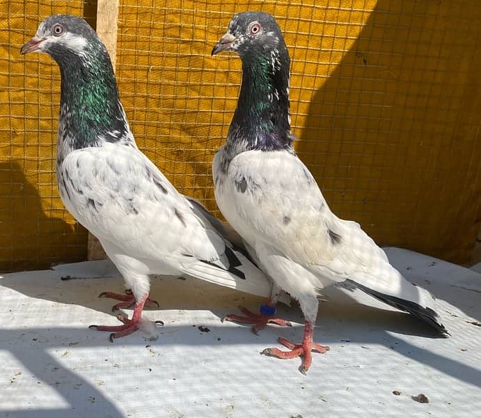 golden pigeons bredr pair 3