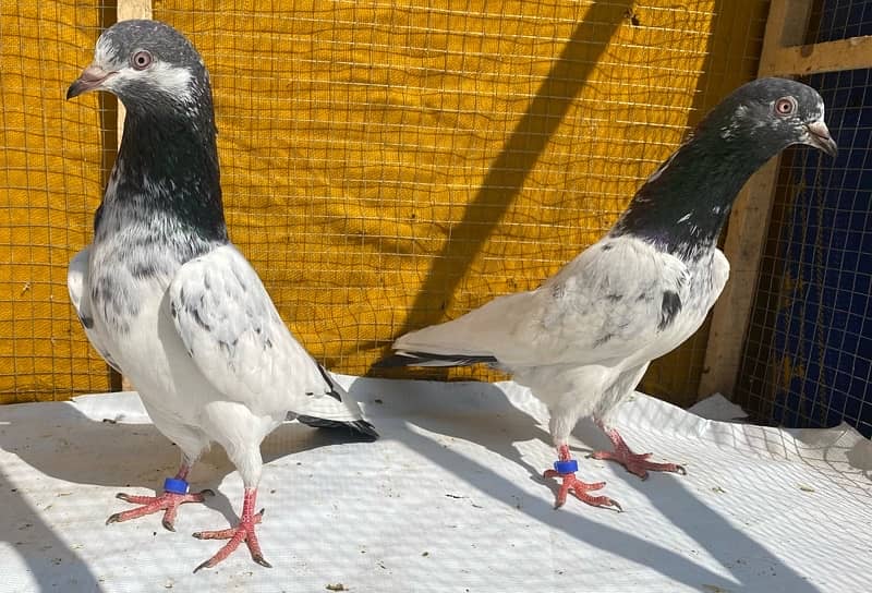 golden pigeons bredr pair 4