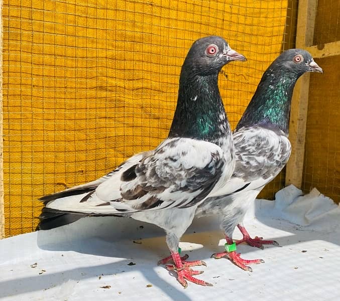 golden pigeons bredr pair 8