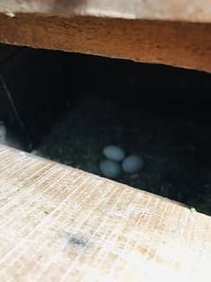 Breeders Pair With Fertile Egg