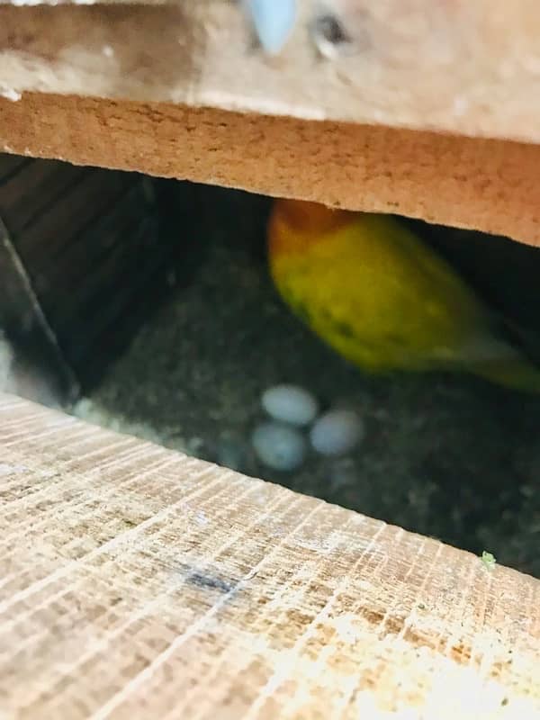 Breeders Pair With Fertile Egg 1