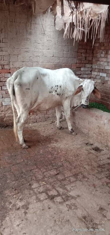 Cholistani cross Cow 0