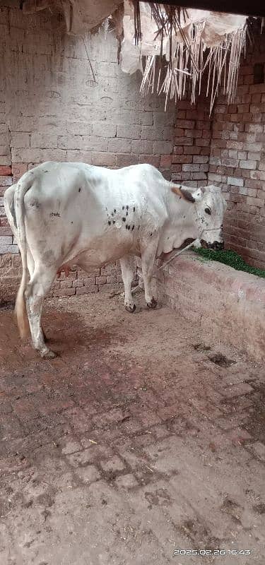 Cholistani cross Cow 1