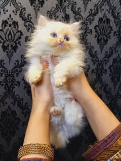 kitten