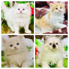 Persian kittens  available now