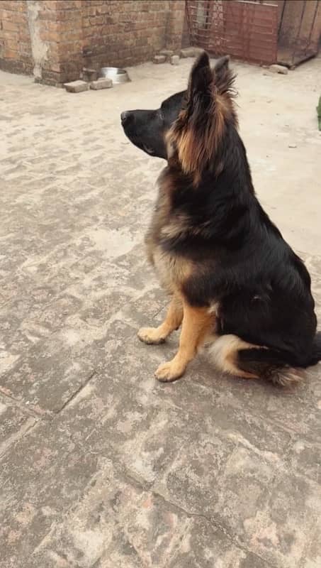 Long coat German shepherd female full trained 1