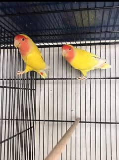 Love birds