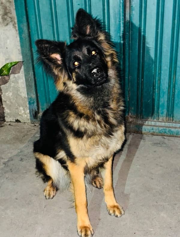 Long coat German shepherd female full trained 7