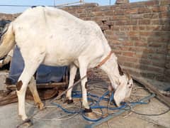 goat with 2 baby age 2 month for sale