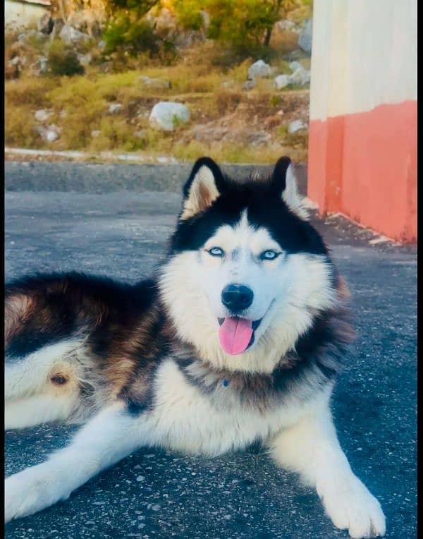 Siberian Husky contact number 03298699004 2