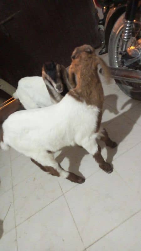 goat baby 1